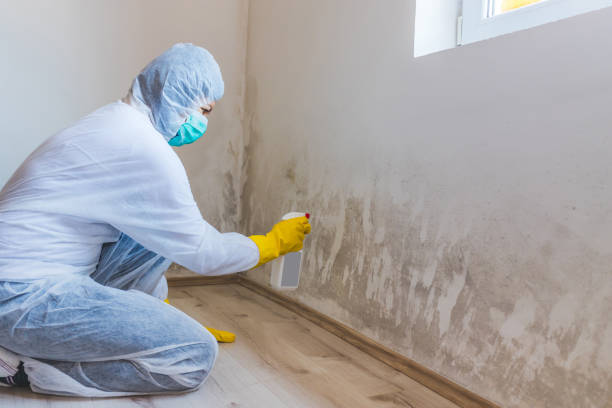 Licensed Black Mold Remediation service in Richmond, MI - 24 Hour Mold Removal