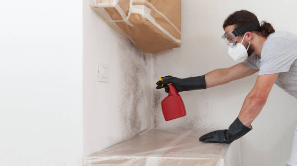 Professional Black Mold Remediation technician working in Richmond, MI