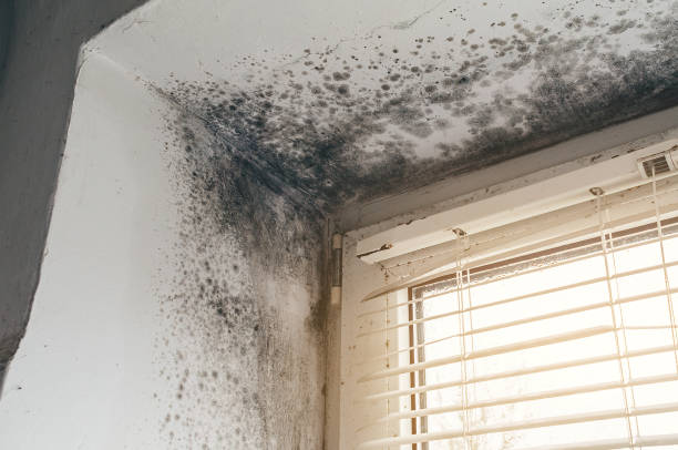 Affordable Black Mold Remediation solutions in Richmond, MI