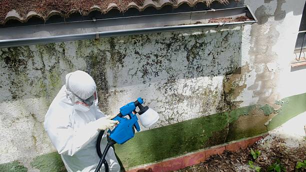 Top rated local Black Mold Remediation specialists in Richmond, MI